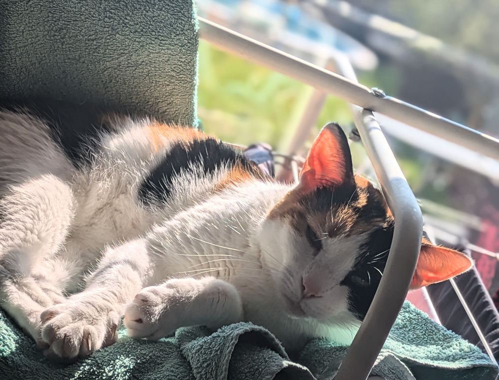 Katze