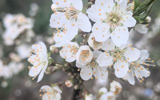 Nature Thursday
