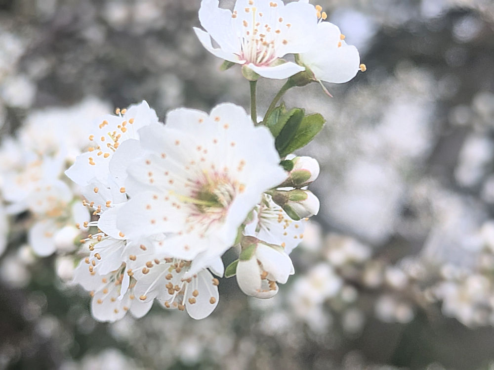 Nature Thursday