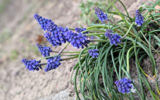 Nature Thursday