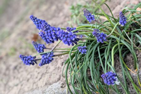 Nature Thursday