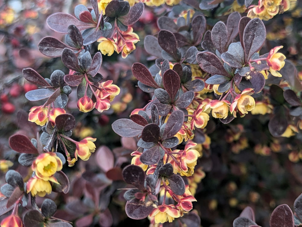 Blumen
