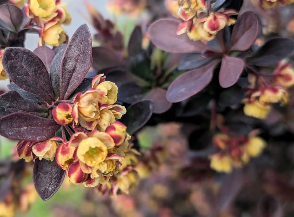 Blumen