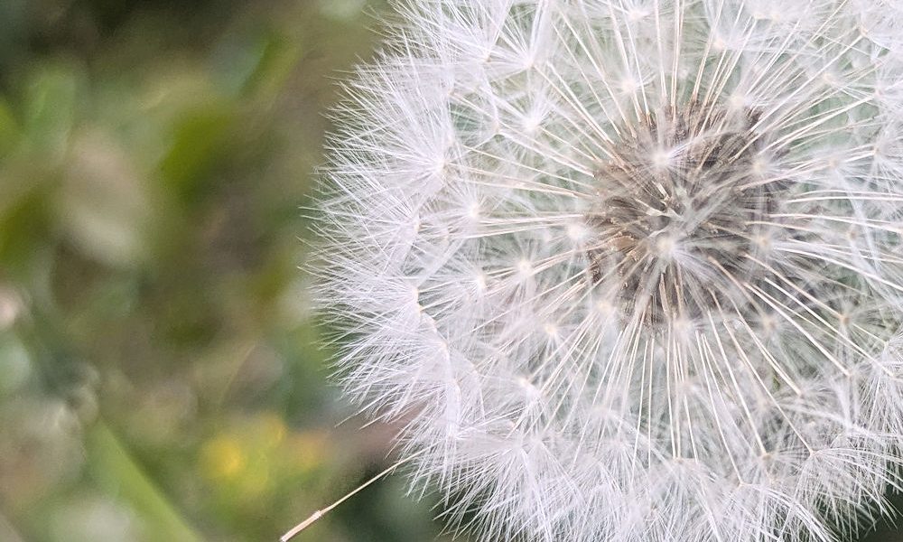 Pusteblumen