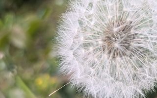 Pusteblumen