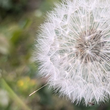 Pusteblumen