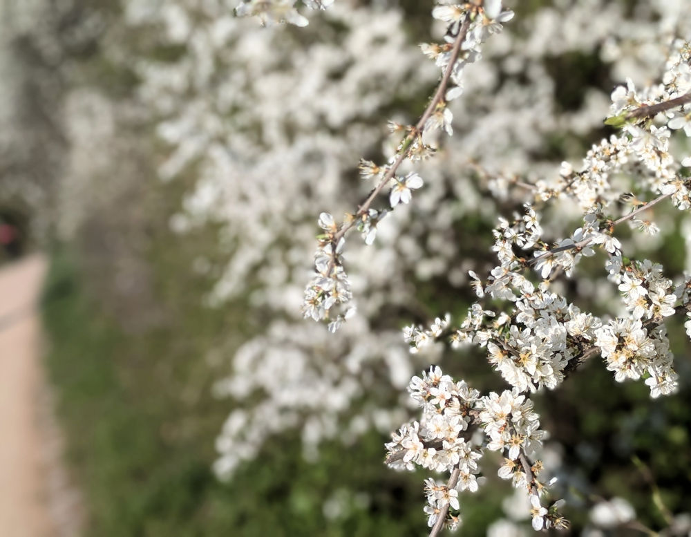 Frühling