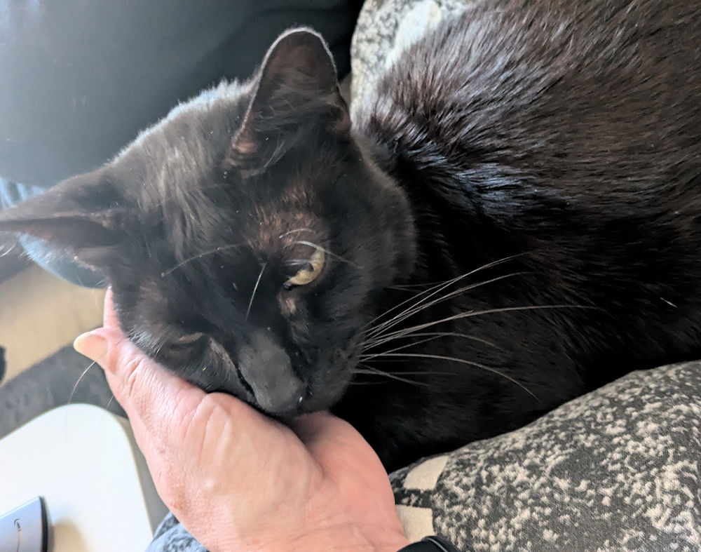 Katze