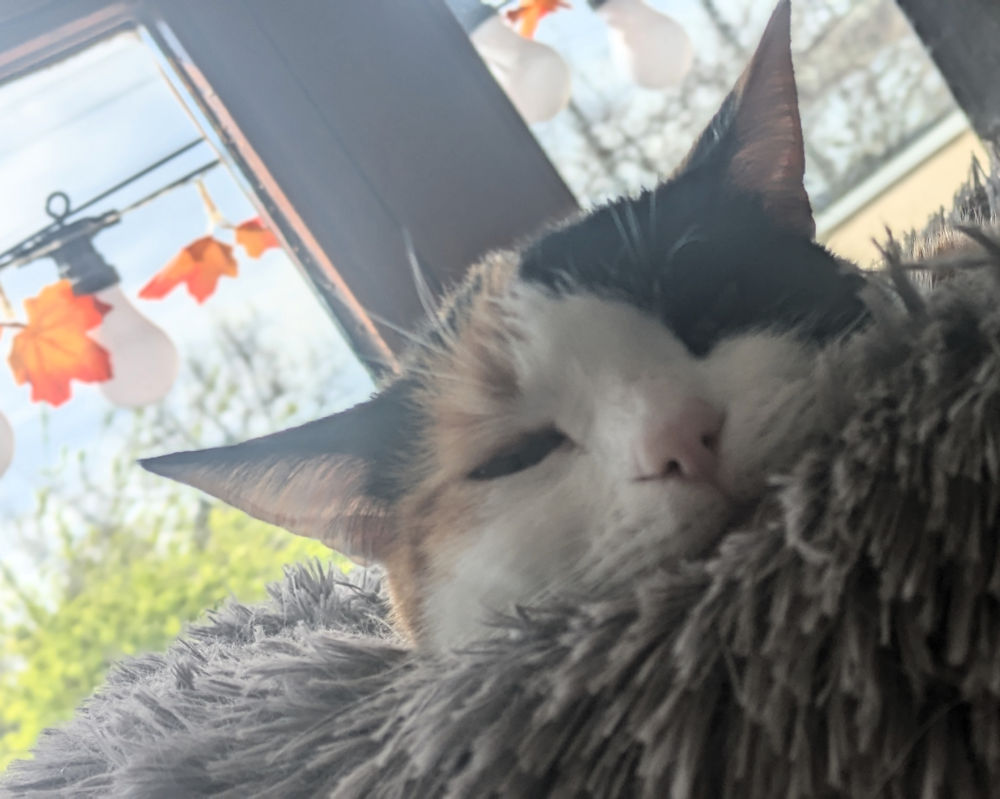 Katze