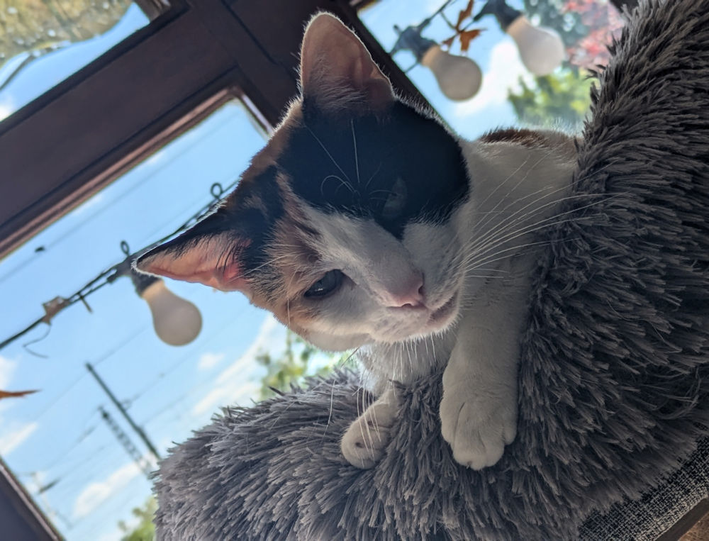 Katze