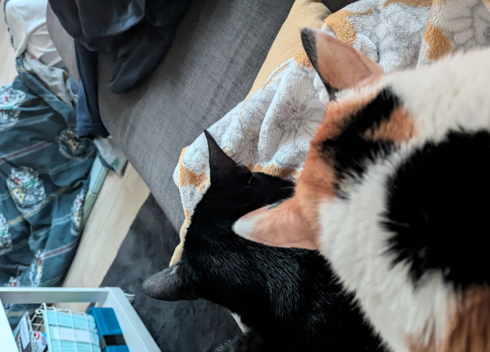 Katzen