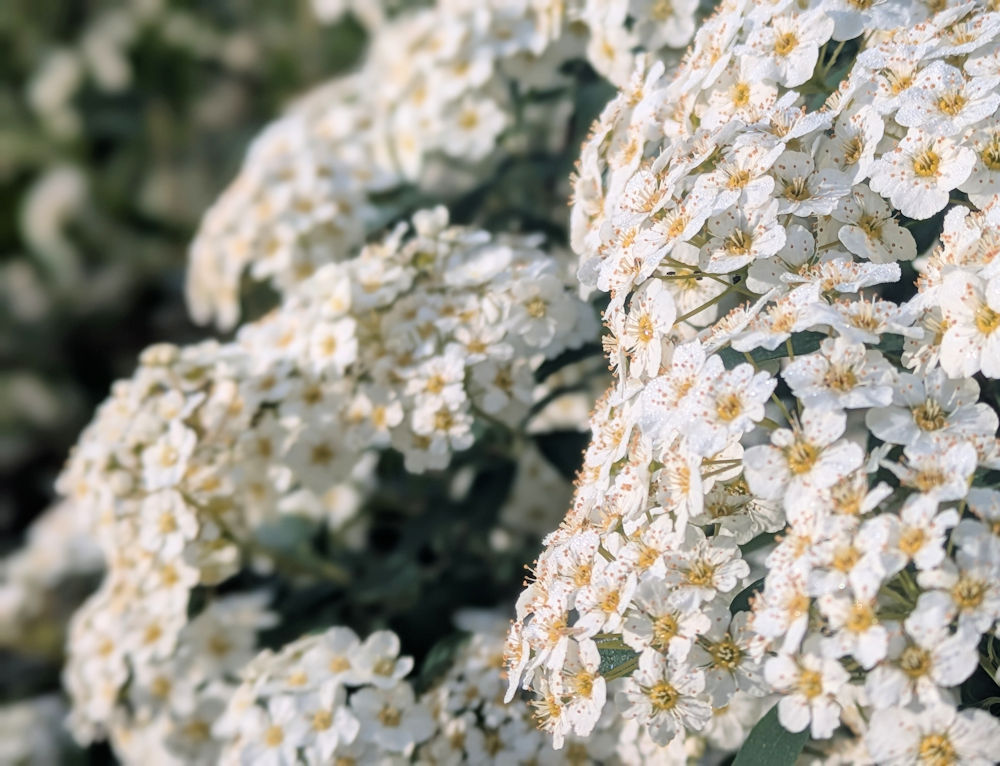 Frühling