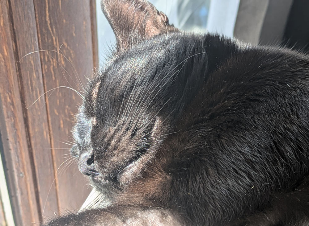 Katze