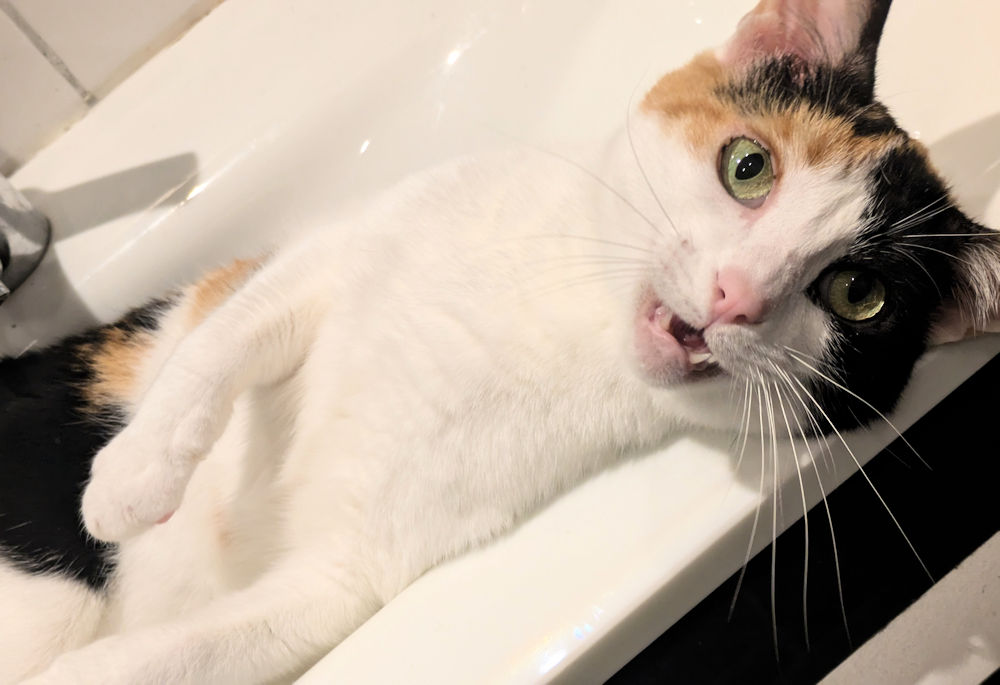 Katze