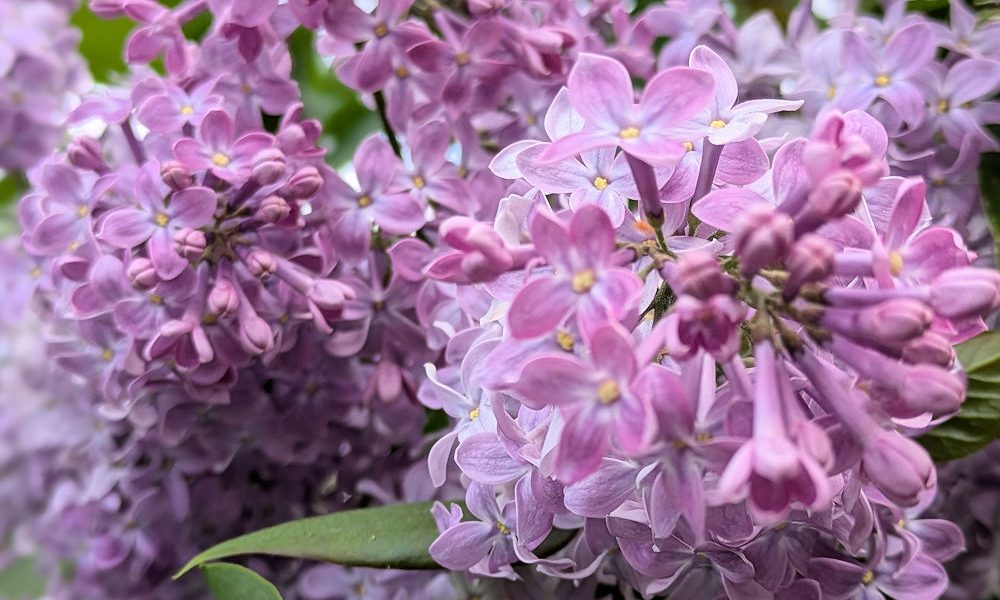 Nature Thursday