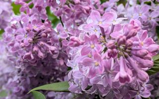 Nature Thursday