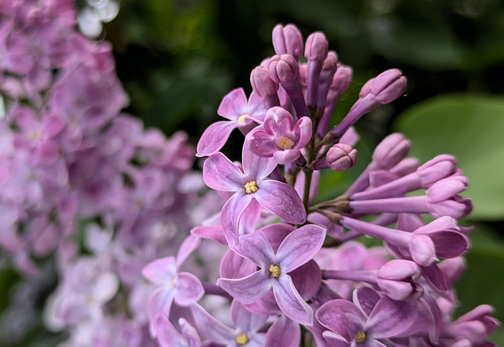 Nature Thursday