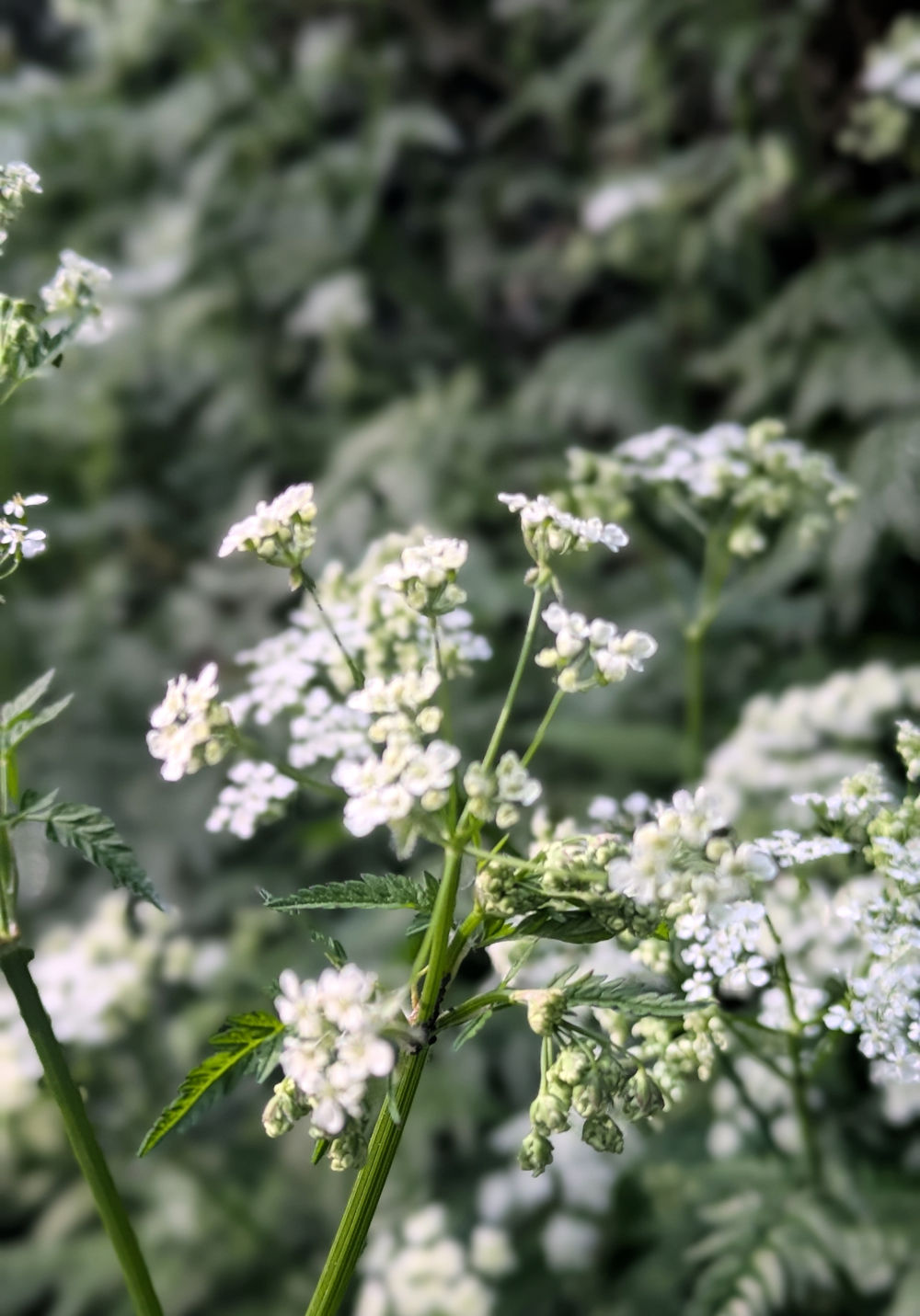 Nature Thursday