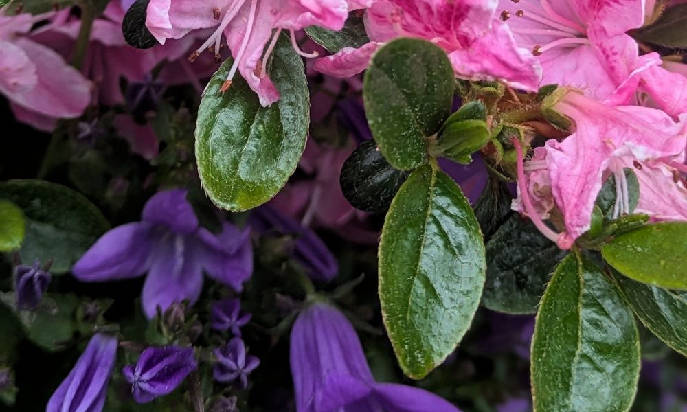 Nature Thursday