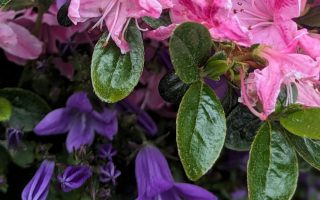 Nature Thursday