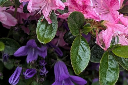 Nature Thursday