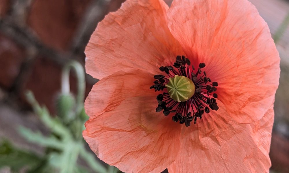 Mohn