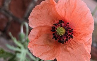 Mohn