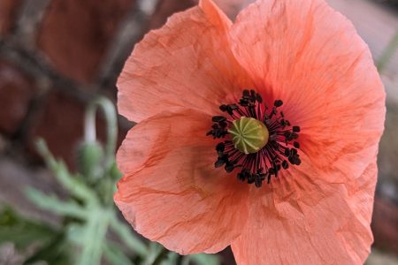 Mohn