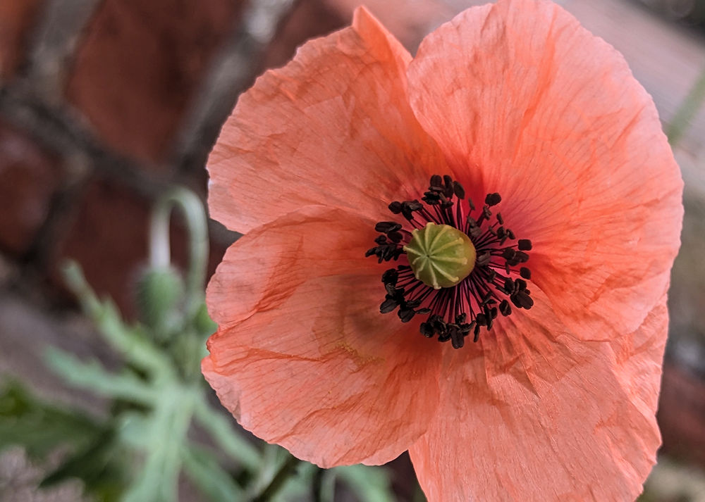 Mohn
