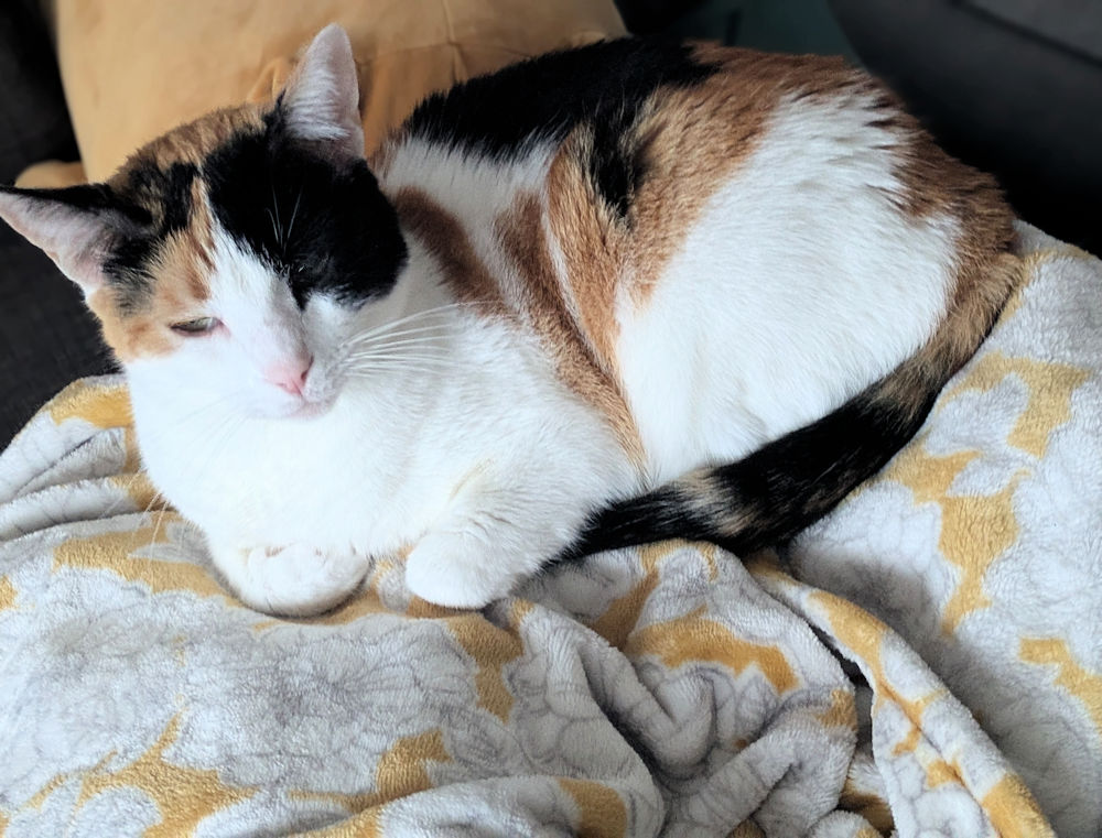 Katze