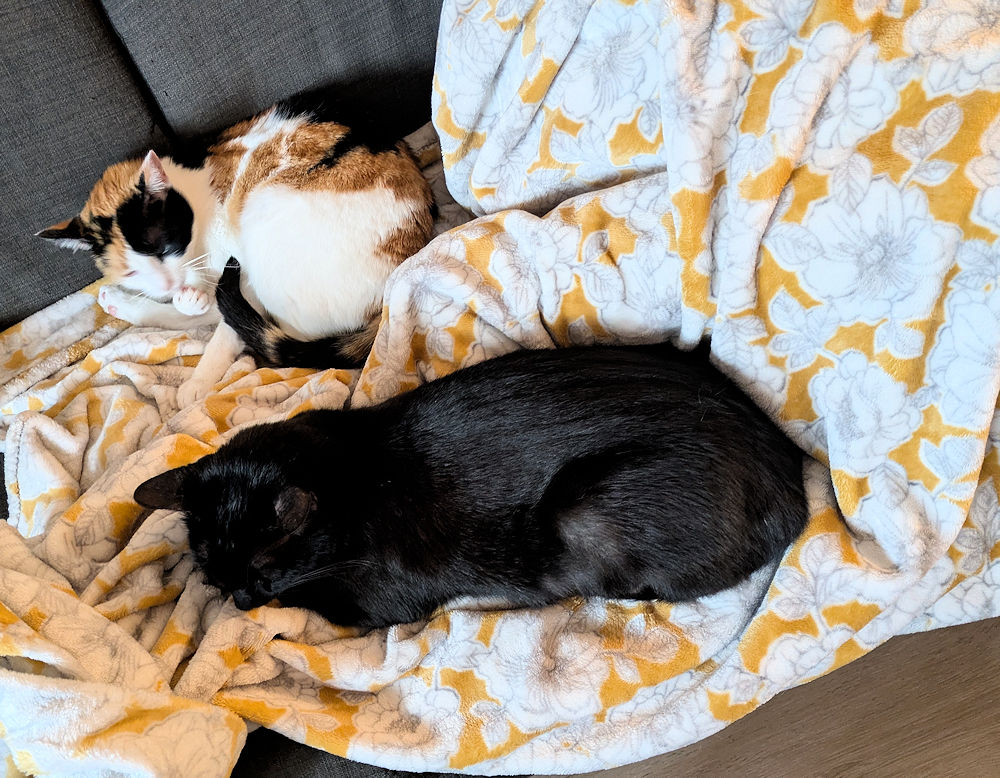 Katzen