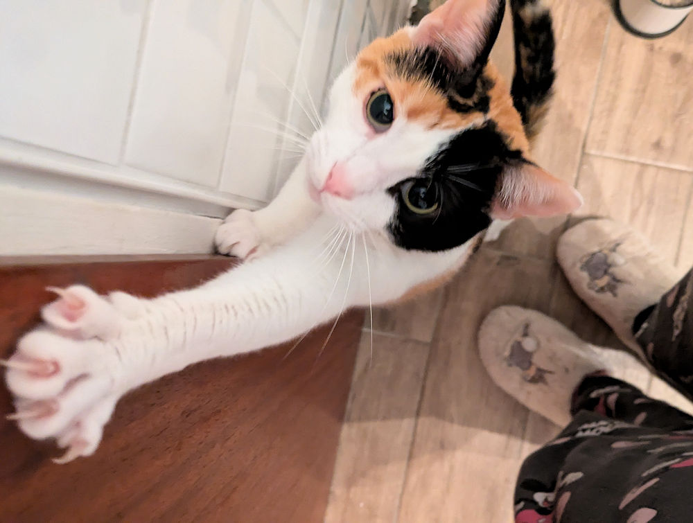 Katzen