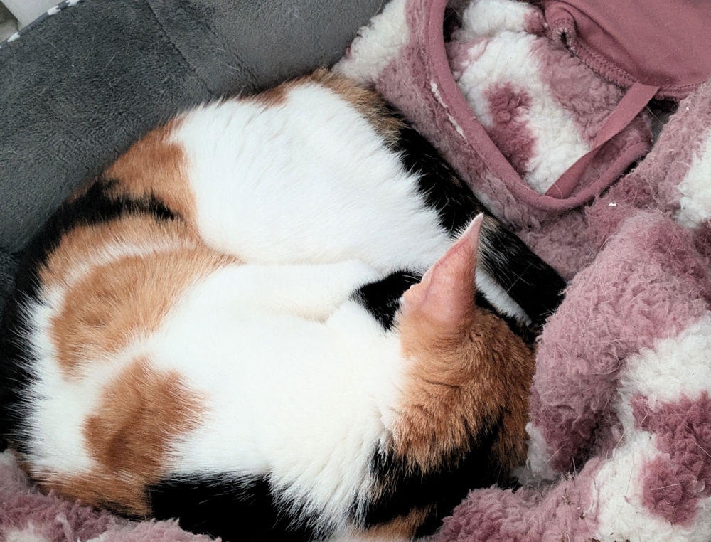 Katze