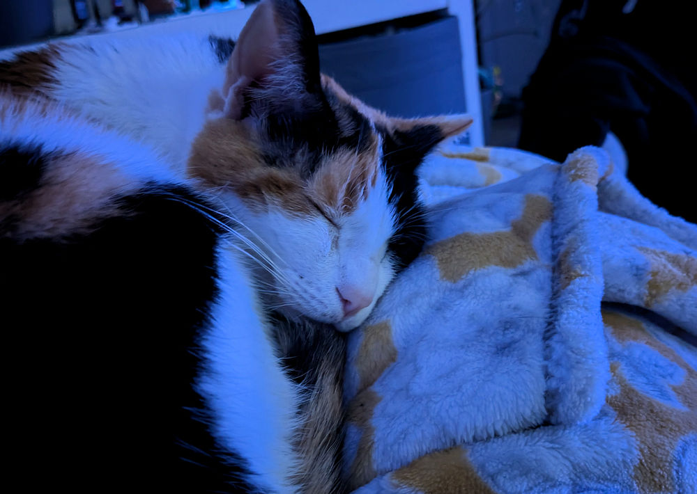 Katze
