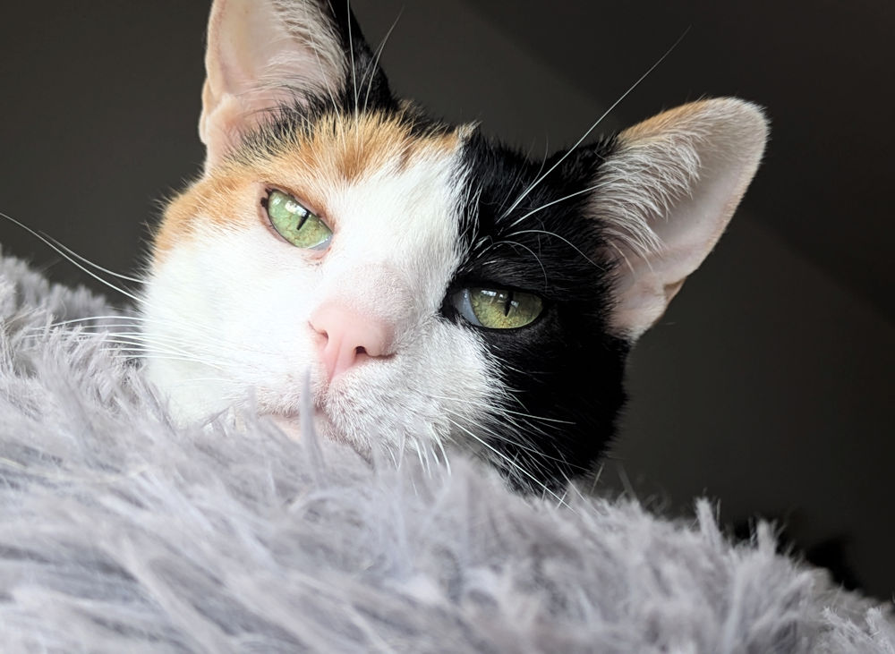 Katze