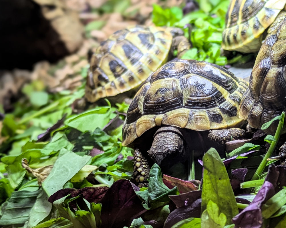 Schildkröten