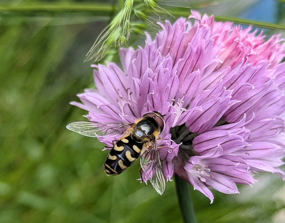 Schnittlauch