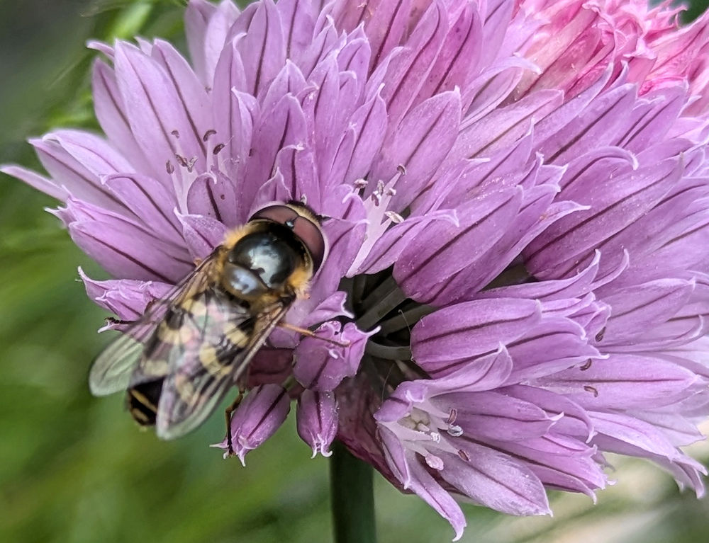 Schnittlauch