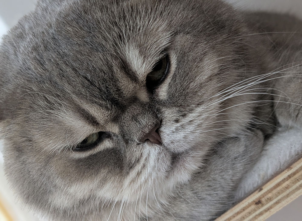 Kater