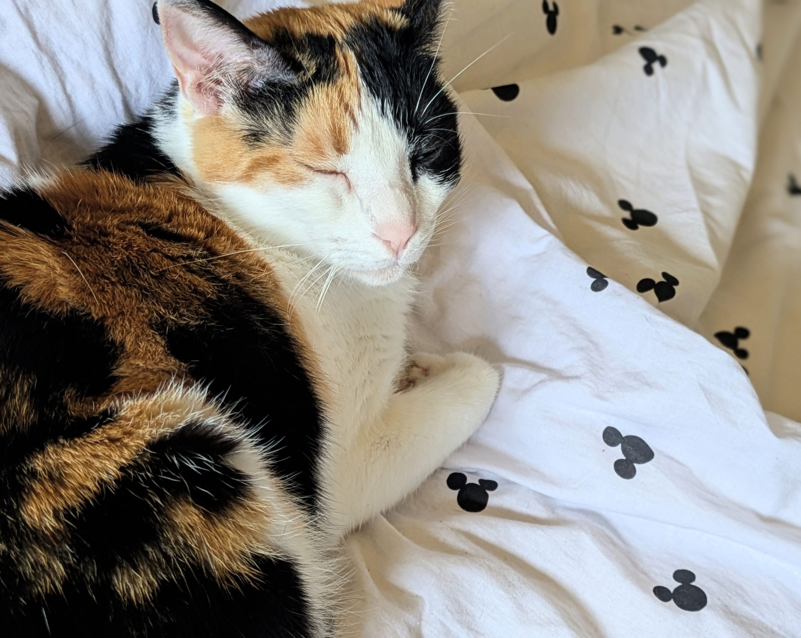 Katze
