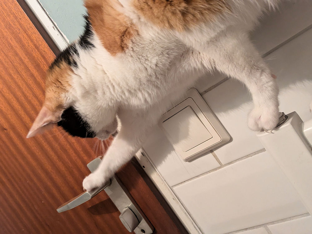 Katze