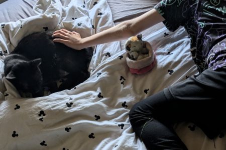 Katzen