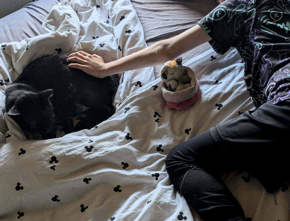 Katzen