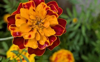 Nature Thursday