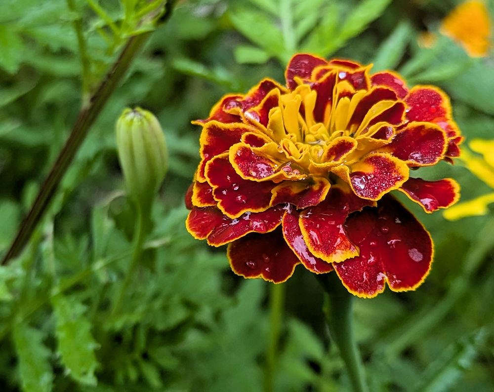 Nature Thursday