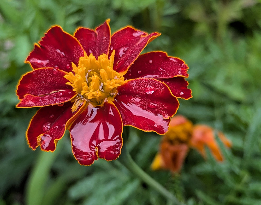 Nature Thursday