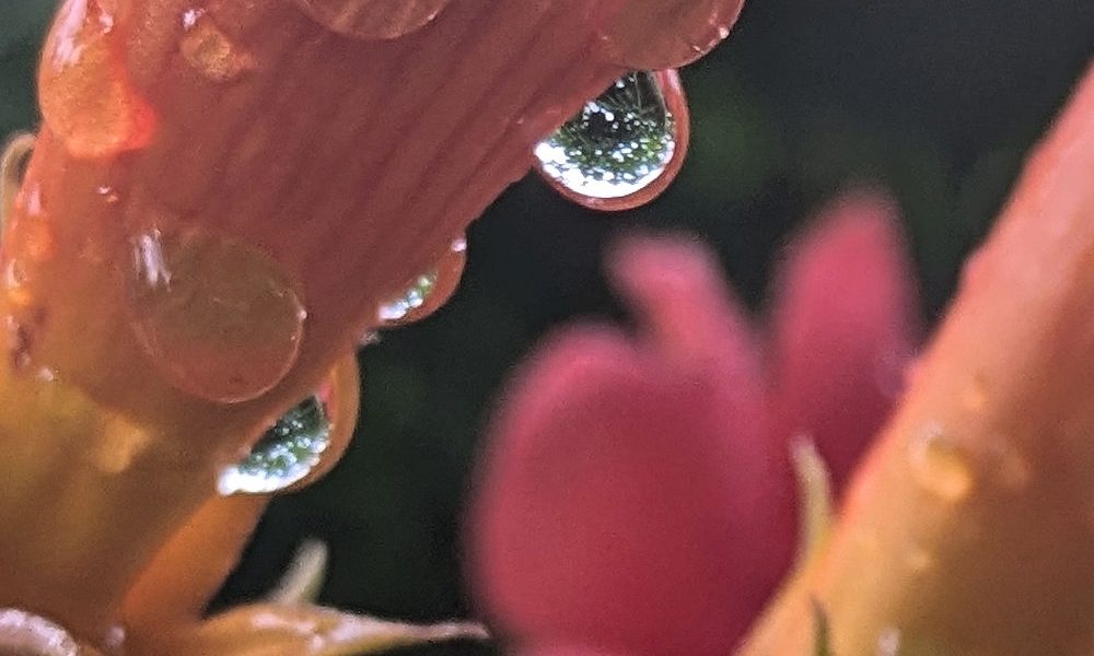 Nature Thursday