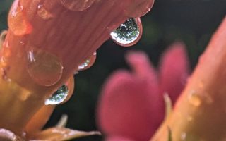 Nature Thursday