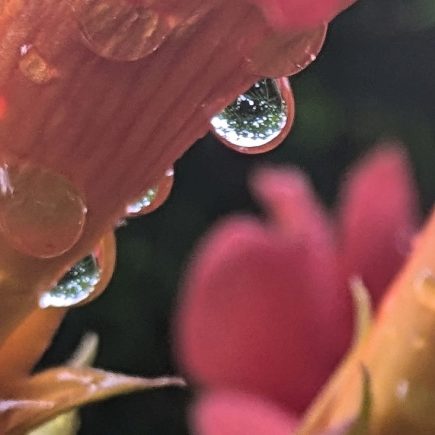 Nature Thursday