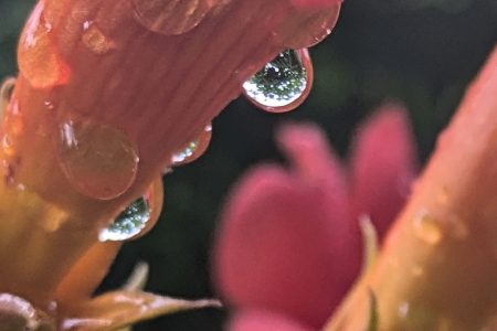 Nature Thursday
